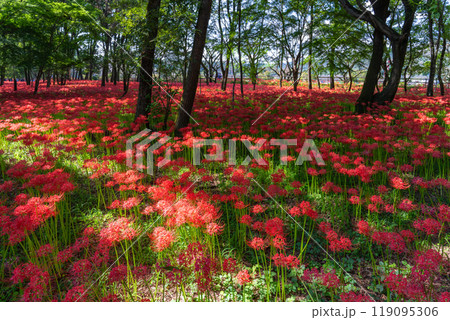 《埼玉県》彼岸花の絨毯・巾着田曼珠沙華公園 《埼玉県》彼岸花の絨毯・巾着田曼珠沙華公園 119095306
