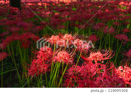 《埼玉県》彼岸花の絨毯・巾着田曼珠沙華公園 119095308