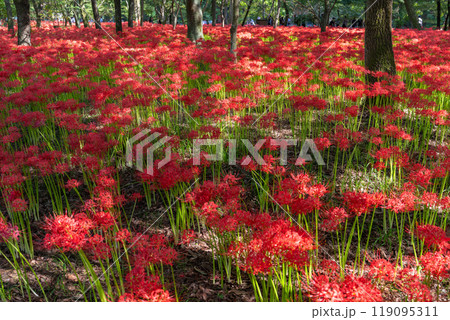《埼玉県》彼岸花の絨毯・巾着田曼珠沙華公園 《埼玉県》彼岸花の絨毯・巾着田曼珠沙華公園 119095311