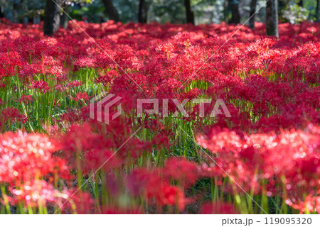 《埼玉県》彼岸花の絨毯・巾着田曼珠沙華公園 《埼玉県》彼岸花の絨毯・巾着田曼珠沙華公園 119095320