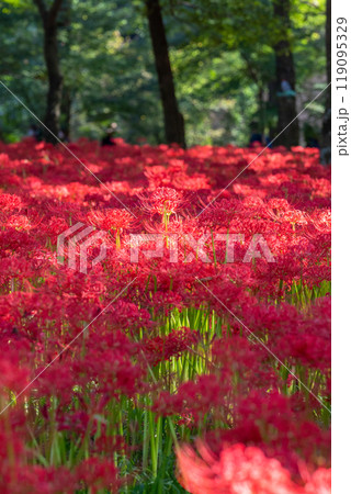 《埼玉県》彼岸花の絨毯・巾着田曼珠沙華公園 119095329