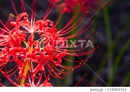 《埼玉県》彼岸花の絨毯・巾着田曼珠沙華公園 119095332