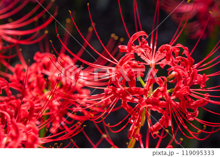 《埼玉県》彼岸花の絨毯・巾着田曼珠沙華公園 《埼玉県》彼岸花の絨毯・巾着田曼珠沙華公園 119095333