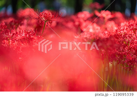 《埼玉県》彼岸花の絨毯・巾着田曼珠沙華公園 《埼玉県》彼岸花の絨毯・巾着田曼珠沙華公園 119095339