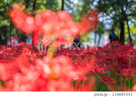 《埼玉県》彼岸花の絨毯・巾着田曼珠沙華公園 119095341