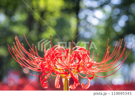 《埼玉県》彼岸花の絨毯・巾着田曼珠沙華公園 《埼玉県》彼岸花の絨毯・巾着田曼珠沙華公園 119095343