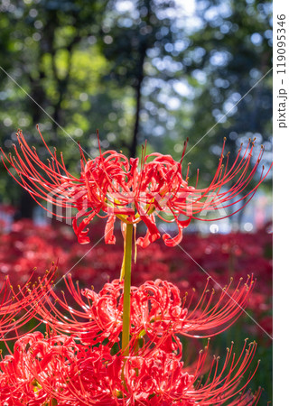《埼玉県》彼岸花の絨毯・巾着田曼珠沙華公園 《埼玉県》彼岸花の絨毯・巾着田曼珠沙華公園 119095346