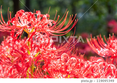 《埼玉県》彼岸花の絨毯・巾着田曼珠沙華公園 119095349