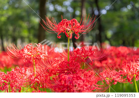 《埼玉県》彼岸花の絨毯・巾着田曼珠沙華公園 119095353