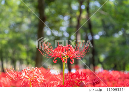 《埼玉県》彼岸花の絨毯・巾着田曼珠沙華公園 119095354