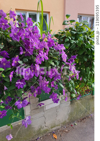 Vibrant purple clematis blooms against a pale wall in urban setting 119095395