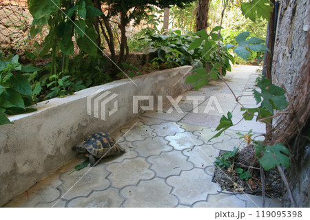 Outdoor tortoise exploring a paved outdoor garden path surrounded by greenery 119095398