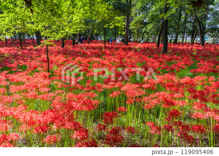 《埼玉県》彼岸花の絨毯・巾着田曼珠沙華公園 119095406