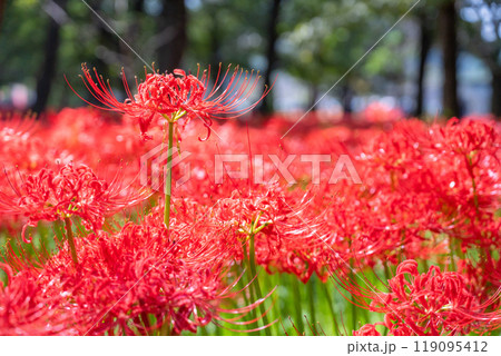《埼玉県》彼岸花の絨毯・巾着田曼珠沙華公園 119095412