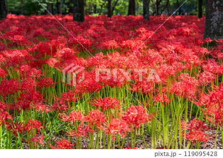 《埼玉県》彼岸花の絨毯・巾着田曼珠沙華公園 119095428