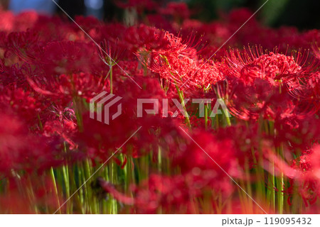 《埼玉県》彼岸花の絨毯・巾着田曼珠沙華公園 《埼玉県》彼岸花の絨毯・巾着田曼珠沙華公園 119095432