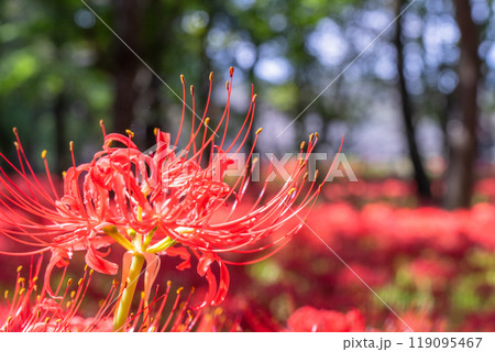 《埼玉県》彼岸花の絨毯・巾着田曼珠沙華公園 《埼玉県》彼岸花の絨毯・巾着田曼珠沙華公園 119095467