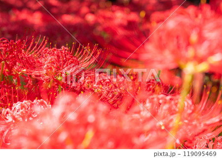 《埼玉県》彼岸花の絨毯・巾着田曼珠沙華公園 119095469