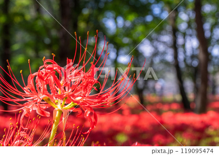 《埼玉県》彼岸花の絨毯・巾着田曼珠沙華公園 119095474