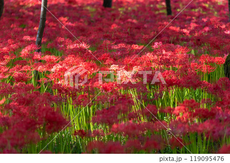 《埼玉県》彼岸花の絨毯・巾着田曼珠沙華公園 《埼玉県》彼岸花の絨毯・巾着田曼珠沙華公園 119095476