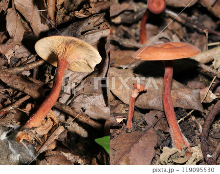 カサと柄が赤褐色のチチタケ属キノコの表裏セット画像(自然光+ストロボ、マクロ接写撮影) カサと柄が赤褐色のチチタケ属キノコの表裏セット画像(自然光+ストロボ、マクロ接写撮影) 119095530