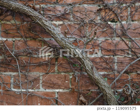 壁に這う蔦 119095575