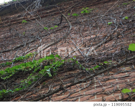 壁に這う蔦 119095582