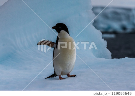 Adelie Penguin standing on an iceberg 119095649