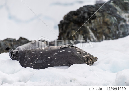 Weddell Seal resting on ice Weddell Seal resting on ice 119095650