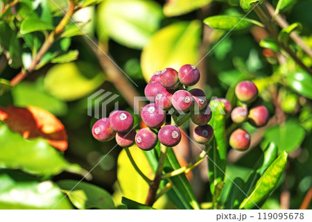 赤いシャリンバイの実(秋、十月) 赤いシャリンバイの実(秋、十月) 119095678
