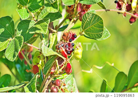 黒いタンキリマメの実(秋、十月) 黒いタンキリマメの実(秋、十月) 119095863