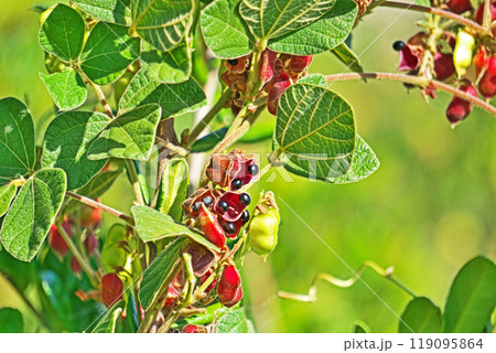 黒いタンキリマメの実(秋、十月) 黒いタンキリマメの実(秋、十月) 119095864