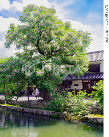 倉敷美観地区 倉敷美観地区 119095978