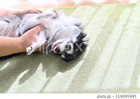 楽しそうに飼い主と遊ぶチワワ 119095995