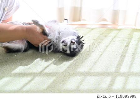 楽しそうに飼い主と遊ぶチワワ 楽しそうに飼い主と遊ぶチワワ 119095999