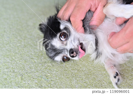 楽しそうに飼い主と遊ぶチワワ 119096001
