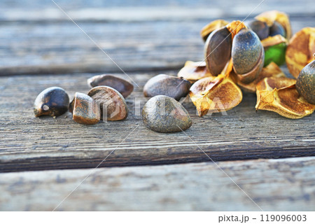 ツバキの種子（秋、十月） 119096003