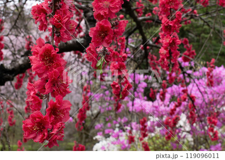 ピンクと白の花をバックに枝垂れた深紅のハナモモ ピンクと白の花をバックに枝垂れた深紅のハナモモ 119096011