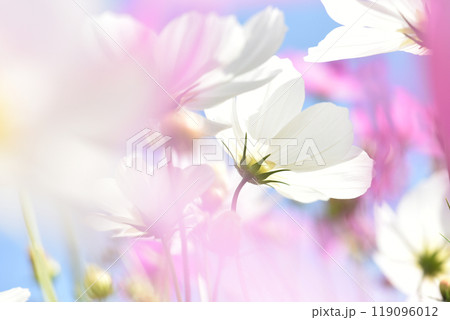 白いコスモスの花のクローズアップ 花のぼかし 白いコスモスの花のクローズアップ 花のぼかし 119096012