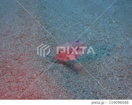 海の砂地でエサを探しながら泳ぐ魚のシマウミスズメ 119096086