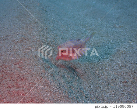 海の砂地でエサを探しながら泳ぐ魚のシマウミスズメ 119096087