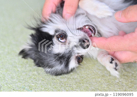 顔をナデナデしていたら愛犬に指を噛まれる飼い主の男性 顔をナデナデしていたら愛犬に指を噛まれる飼い主の男性 119096095