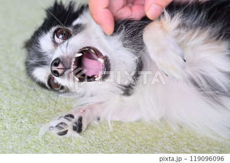 顔をナデナデしていたら愛犬に指を噛まれる飼い主の男性 119096096