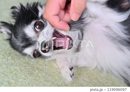 顔をナデナデしていたら愛犬に指を噛まれる飼い主の男性 顔をナデナデしていたら愛犬に指を噛まれる飼い主の男性 119096097