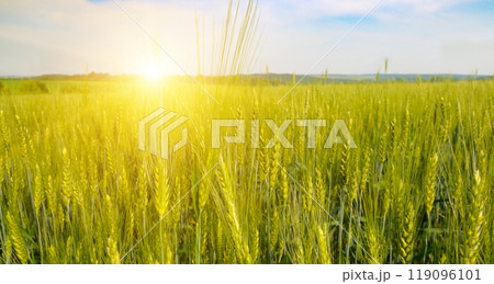 Green wheat field and colorful sunrise. 119096101