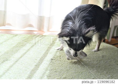飼い主の脱ぎたての靴下を咥えて遊ぶ愛犬 ロングコートチワワ 飼い主の脱ぎたての靴下を咥えて遊ぶ愛犬 ロングコートチワワ 119096182
