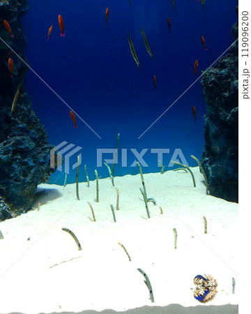 水族館のチンアナゴの写真素材 水族館のチンアナゴの写真素材 119096200