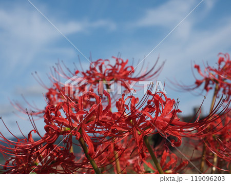 秋の日ざしを浴びた赤い彼岸花(青空と曼殊沙華) 秋の日ざしを浴びた赤い彼岸花(青空と曼殊沙華) 119096203