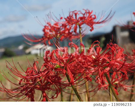 秋の日ざしを浴びた彼岸花のクローズアップ（青空と赤い曼殊沙華） 119096233