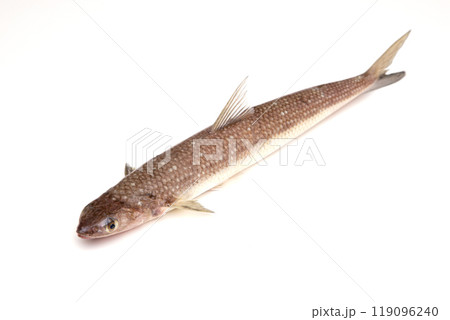 マエソ（エソ） 119096240